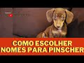 Nomes para cachorro Pinscher mais  de 200 opções