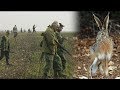 Hunting Serbia - Vojvodina - Hare Hunt | Lov na zeca u Vojvodini - Surduk | Caccia al coniglio