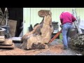 Cutting Maple Burl wood Cutting Maple Burl wood
