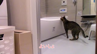 コワいくせに浴槽をのぞきたい猫