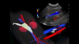 Ultrasounding the Adrenals in Dogs