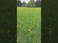 Жизнь без города Одуванчик Одуванчик полевой желтое поле Приколы в деревне Тик Ток Shorts 