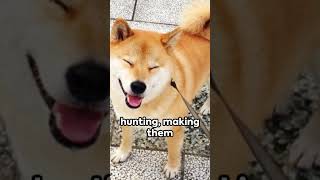 Shiba Inu Facts: The Meme Dog