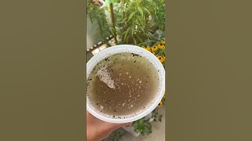 How I make compost tea | طرز تهیه چای کمپوست #composttea #composting #soilamendments