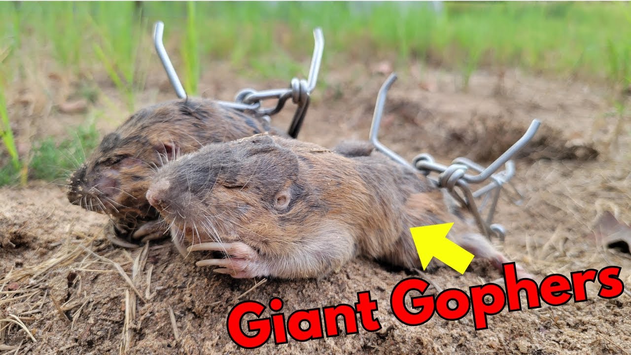 Ways To Get Rid Of Gophers