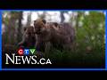 3 new wolf pups at Edmonton Valley Zoo