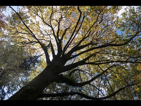 Video: Healing Energy Of Trees! - Alternative View