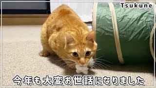 【茶トラ猫つくね】2021年も大変お世話になりました by 茶トラ猫つくね / Tsukune 489 views 2 years ago 2 minutes, 24 seconds