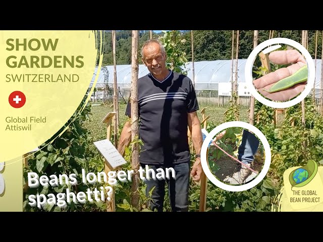 Beans Longer Than Spaghetti? (August) – Global Field Attiswil 🇨🇭 #4 | Global Bean Show Gardens