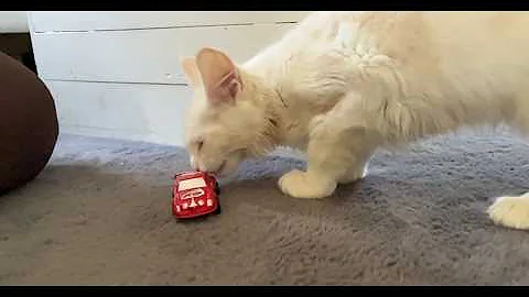 Video 11132361: curious maine coon kitten, maine coon kitten meets, dog maine coon