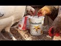 Feeding chickens yogurt until something bad happens - Save the Squirrels Initiative