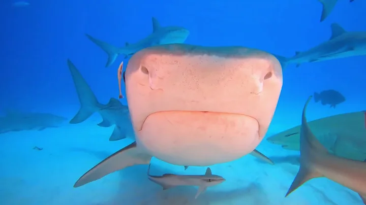 Shark diving the Bahamas in 4K