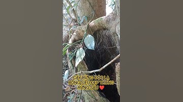 CÂY RỪNG ĐỘC LẠ BỘNG SIÊU ĐẸP TRONG RỪNG SÂU TÂY NGUYÊN