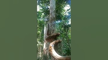the wild python climbed the tree #python #shorts #jungle_adventure_vlog