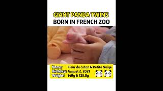 Giant Panda Twins Born In French Zoo 旅法大熊猫欢欢喜提双胞胎