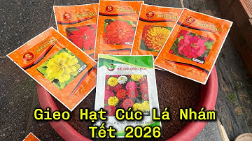 Gieo Hạt Cúc Nhám Cho Vụ Mùa Tết 2026