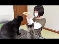 子猫と黒猫と過ごす休日/寝起きにおっぱいを探す子猫と、みんなを毛繕いするクロ