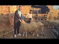 Taourirt2024 تاوريرت حولي العيد عند علي عويسي والأثمنة كل حاجة بثمن والله يسخر 