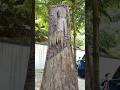 Giant Buddha Sculpture Carved From a Single Log! 🪵🤯 #buddha #woodworking #wood work#vishu art#art