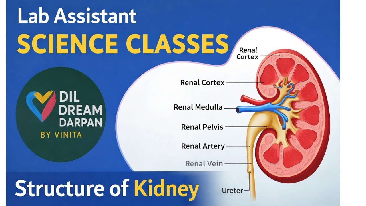 Lab assistant science classes/ biology classes/structure of kidney/ Dil Dream Darpan by vinita