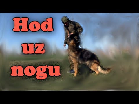 Video: Kako Naučiti Svog Psa Hodati