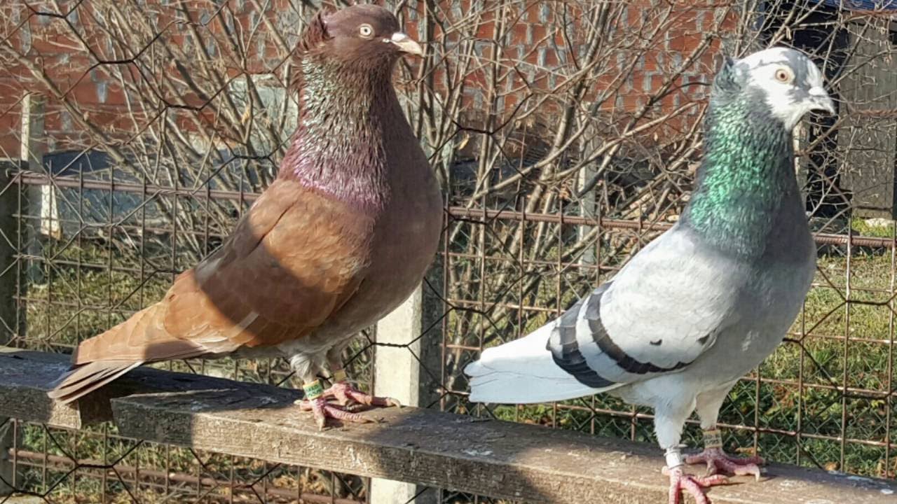 Parenje golubova - u paru polubrat i polusestra!