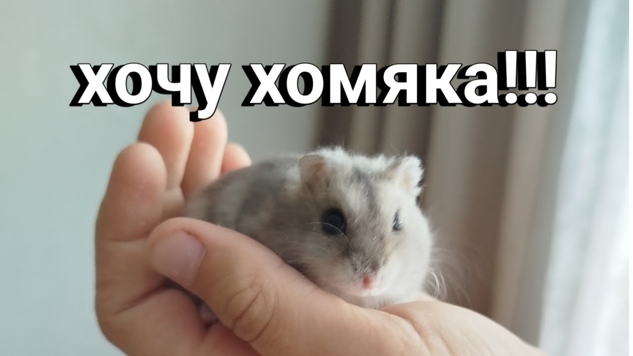 КАК УГОВОРИТЬ РОДИТЕЛЕЙ ЗАВЕСТИ ХОМЯКА?! 🔥