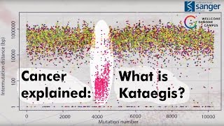 What is Kataegis? - Sanger Institute