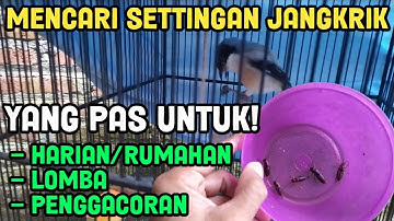 CARA SETTINGAN JANGKRIK BUAT HARIAN DAN LOMBA | AGAR CENDET SELALU GACOR DOR