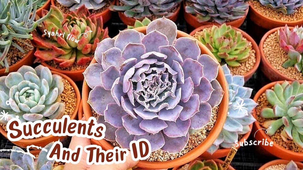 JENIS JENIS SUKULEN || SUCCULENTS AND THEIR ID || 53 JENIS SUKULEN & NAMA ILMIAHNYA