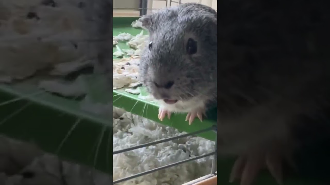 Cute Guinea Pig Sneezing! YouTube