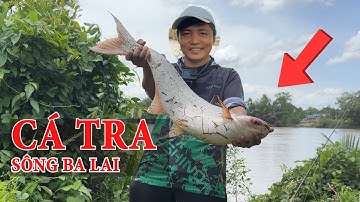 CÂU CÁ TRA TRÊN SÔNG BA LAI | BÃI CÂU CÁ NÀY CÓ CÁ TRA KHỦNG