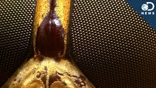 Why Some Creatures Have The Weirdest Eyes Why Some Creatures Have The Weirdest Eyes