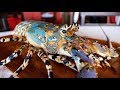 Indonesian Street Food - GIANT RAINBOW LOBSTER Sashimi Manado Seafood Indonesia
