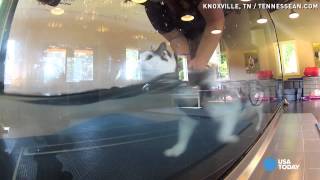 31pound fat cat does underwater treadmill workout