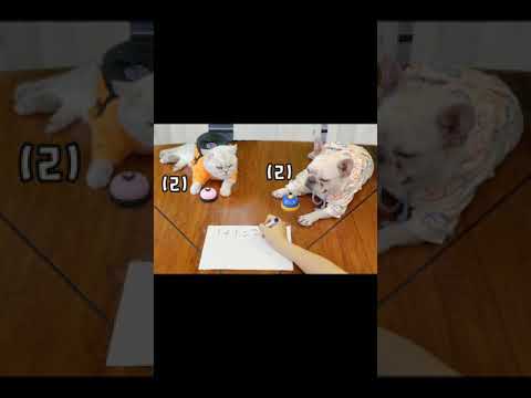 Funny Dog &