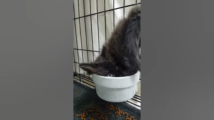 The Fluffball Acrobat