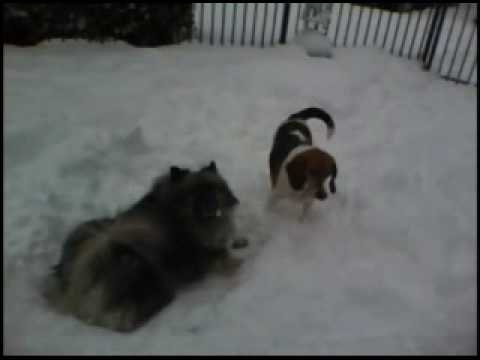 Ruby and Charlie enjoy good old fashion blizzard