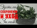 Эустома! Лизиантус! Зимний уход и сохранение черенков ч.2! Активное наращивание зелёной массы!