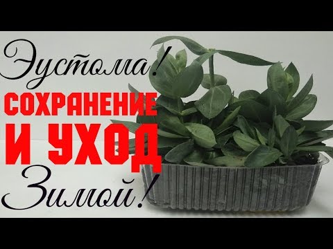 Эустома! Лизиантус! Зимний уход и сохранение черенков ч.2! Активное наращивание зелёной массы!