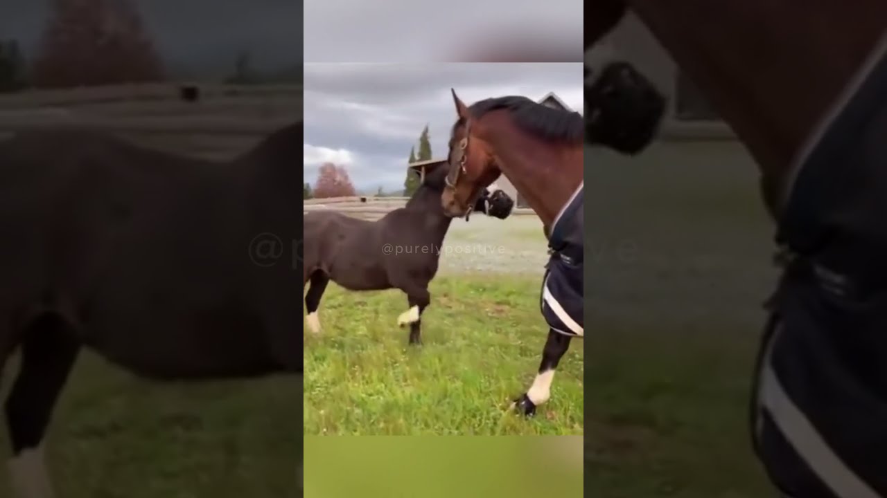 He Just Wanted His Muzzle Off 