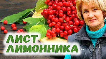 Листья лимонника – природный тоник