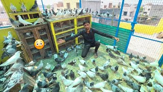 Kabootar Ko Ek Din Ke Liye Loft Me Ban Kr Diya 😥