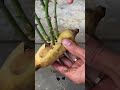 Easily! to Growing roses with Banana