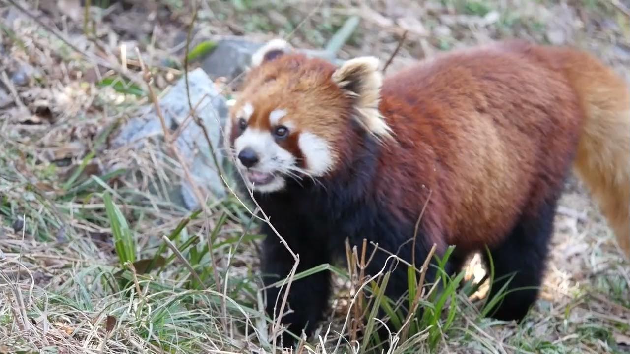Mimi is the Red Panda Queen at the zoo YouTube