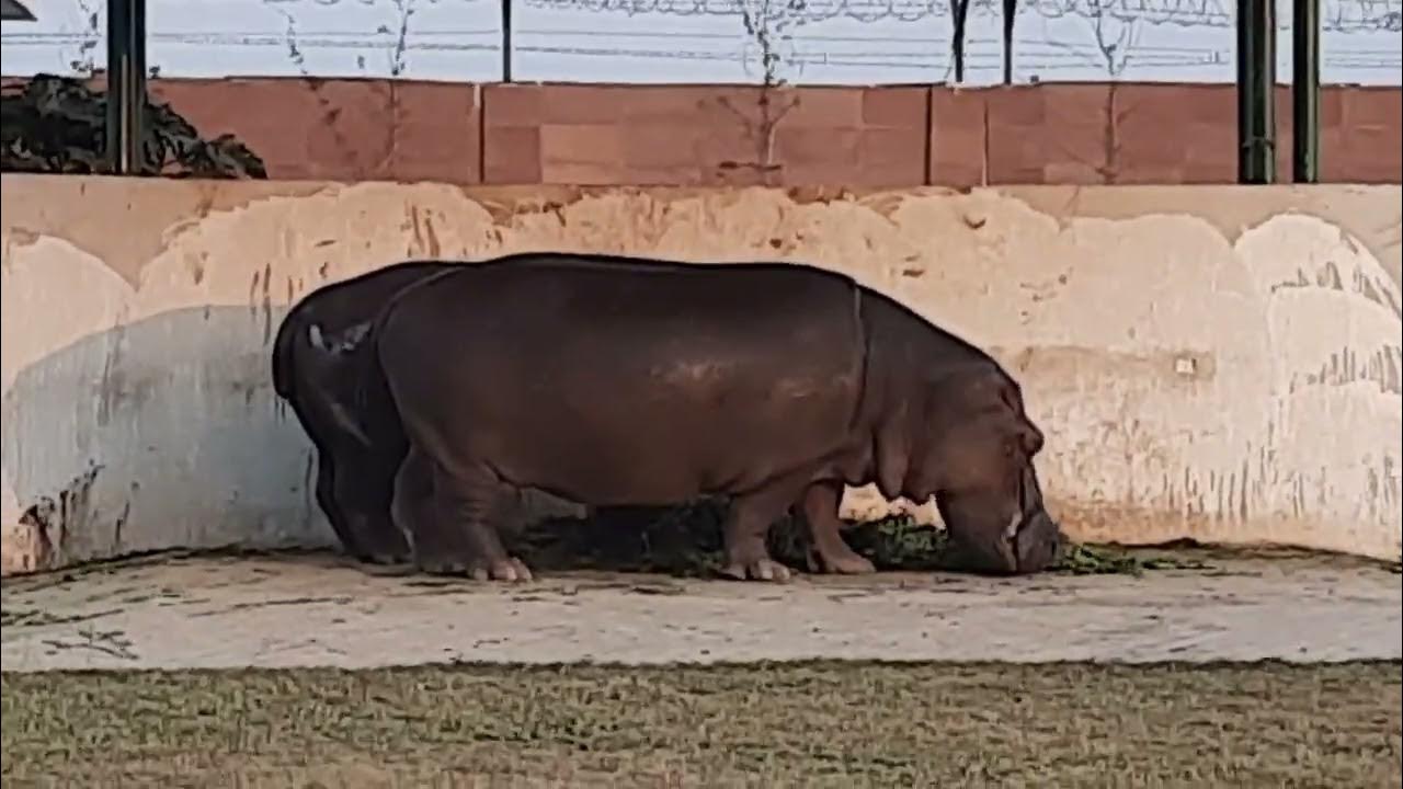 HIPPO IN GKP ZOO YouTube