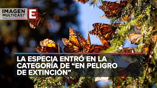 Cuáles Son Las Circunstancias Que Están Acabando Con La Mariposa Monarca?