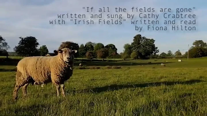 Irish Fields