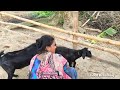 bakra bakri ka video 31oct.2020