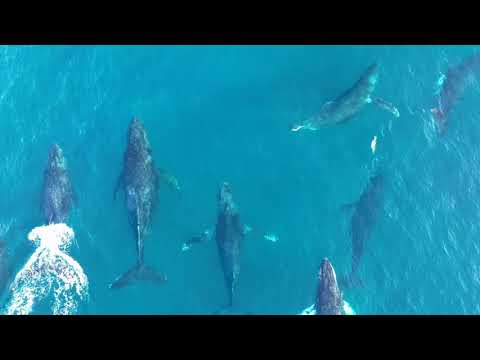 Горбатые киты на Мауи
